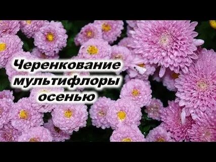 Как укоренить черенки мультифлоры