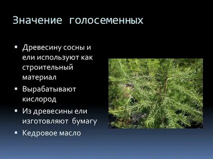 Голосеменные растения в природе и жизни человека