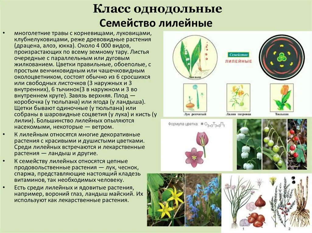 Класс Однодольные семейство Лилейные. Семейство из класса Однодольные Лилейные. Семейство Лилейные по биологии 6 класс. Семейства однодольных растений 6 класс биология. Алоэ однодольное или двудольное