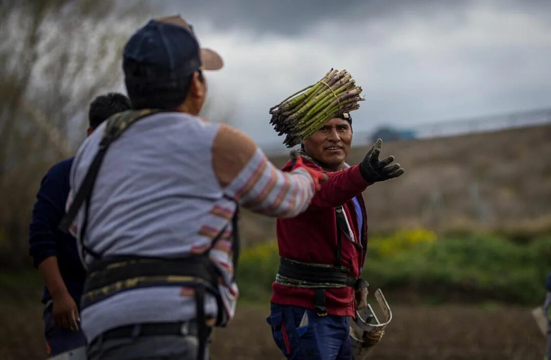 Para que son buenos los esparragos