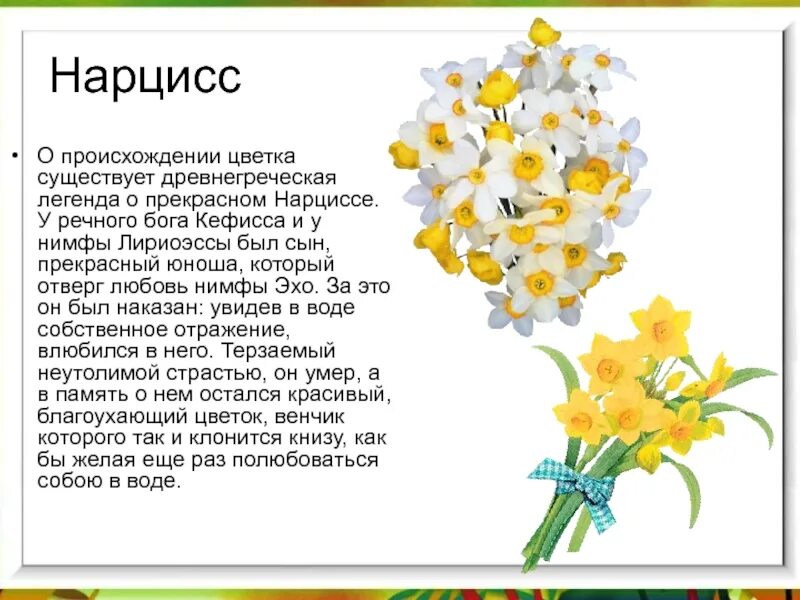 Почему любят нарциссов. Рассказ о цветке Нарциссе. Нарцисс Легенда о цветке. Короткие легенды о цветах. Нарцисс описание.