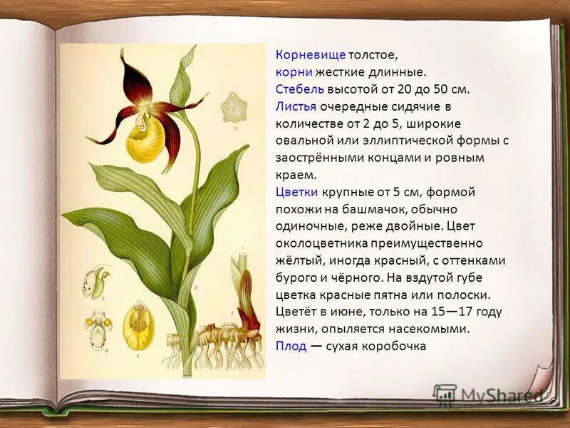 Венерин башмачок доклад 3 класс окружающий мир. Венерин башмачок настоящий рисунок. растение венерин башмачок красная книга интересные факты. башмачок настоящий красная книга описание. описание краснокнижного венерин башмачок.