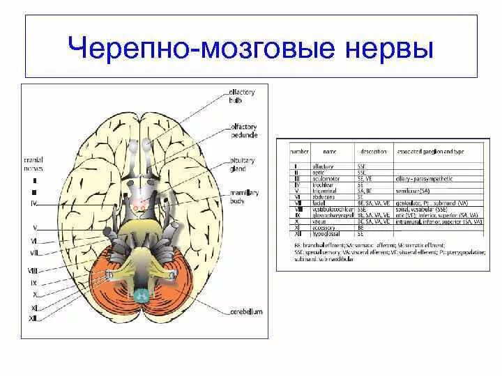 Черепные нервы относятся. Название 12 пар черепно-мозговых нервов. 12 Черепно мозговых нервов анатомия. Схемы черепных нервов анатомия. Строение Корешков черепных нервов.