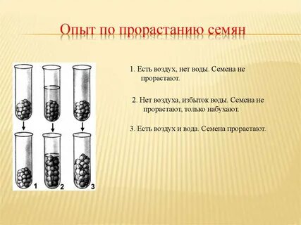 Семена опытом