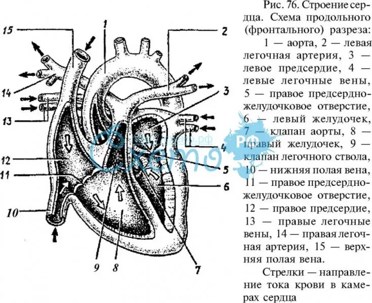 На рисунке изображена схема сердца человека. Внутреннее строение сердца схема. строение сердца внешний вид и в разрезе. строение сердца dytiybq dbl b d hfphtpt. схема сердца без подписей.