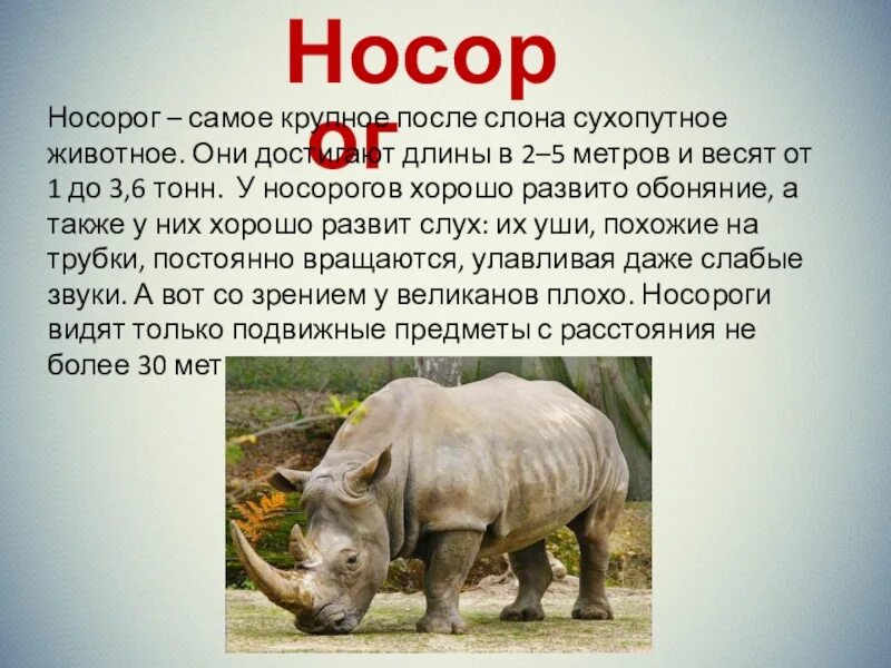 Сообщение о наземном животном. Носорог доклад. сообщение о носороге. носорог интересные факты. рассказ про носорога.