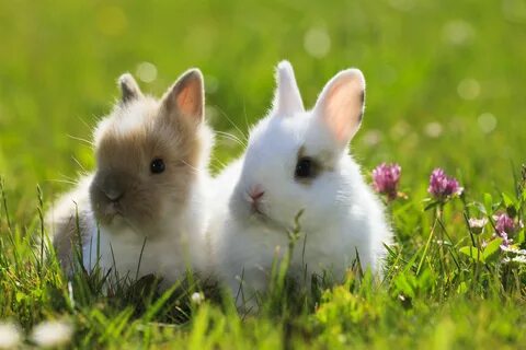 Small rabbit