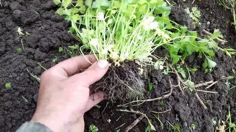 Петрушка корневая через рассаду