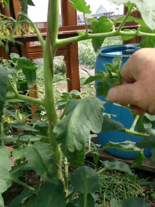 Надо ли обрывать листья у помидор. Обрывать листья на помидорах. Удалить лист томата. Удалить лист томата. Нижние лишние листья у помидор в теплице.