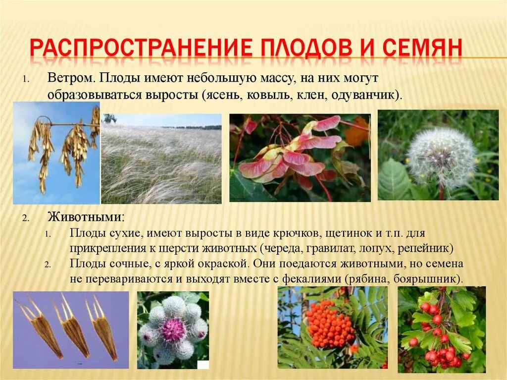 Какое приспособление способствует