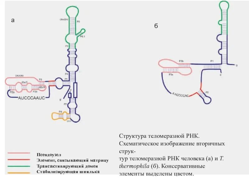1 нить рнк. Псевдоузел рнк. теломеразная рнк функции. шпилечная структура рнк. вторичная структура рнк.