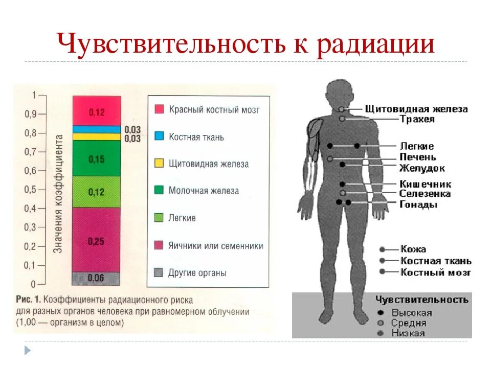 Влияние ионизирующих излучений на организм человека. Оценка влияния ионизирующих излучений на организм человека.. Чувствительность к ионизирующему излучению. Чувствительность органов к радиации.