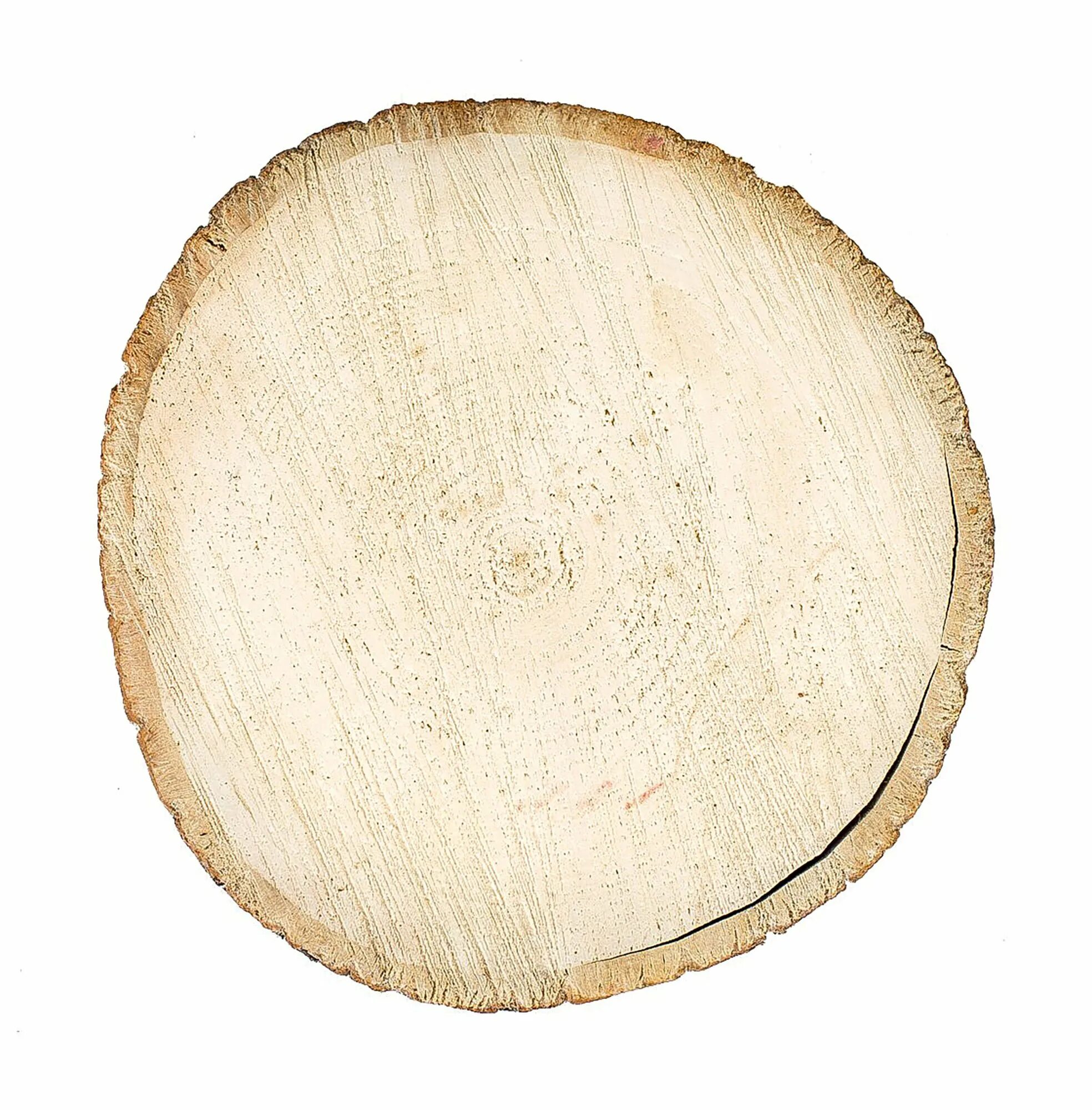 раскрой березы. спил дерева береза. липа древесина спил. срез березы. срез бревна.