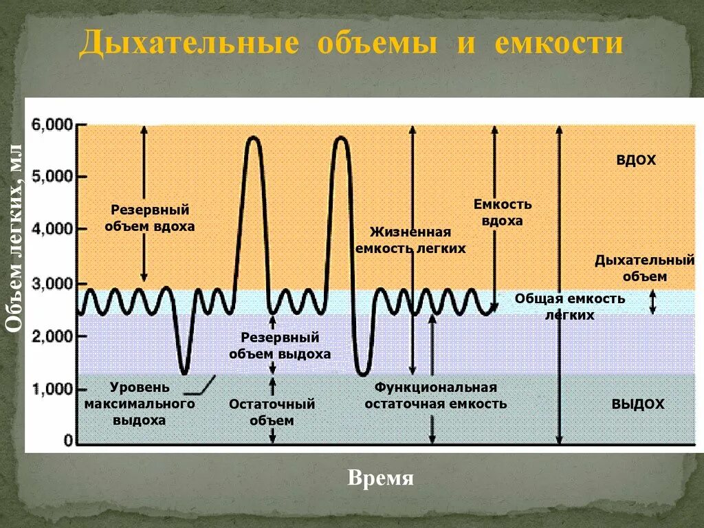 Величина дыхательного объема. Общая емкость легких таблица. Дыхательные объемы и емкости. Дыхательный объем легких. Функциональная остаточная емкость легких.