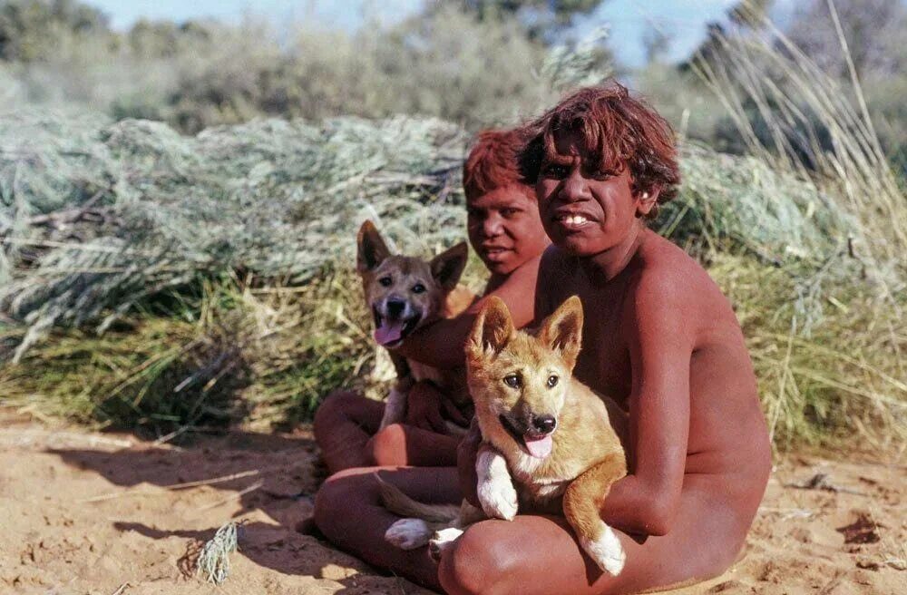 Австралийский Динго. Дикая собака Динго. Динго в Австралии. Собака Динго и человек. Дикая собака что делать