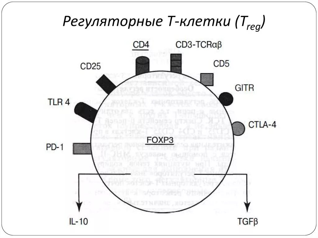 Т регуляторные клетки маркеры. Регуляторная функция т-лимфоцитов. Маркер регуляторных cd4 т клеток. Регуляторные функции т лимфоцитов иммунология. Регуляторные т клетки