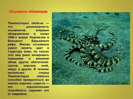 Почему осьминог