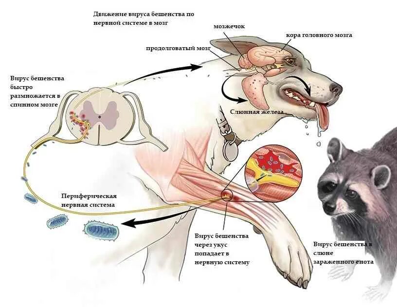 Схема распространения в организме вируса бешенства. Вирус бешенства патогенез. Пути заражения бешенством животных.