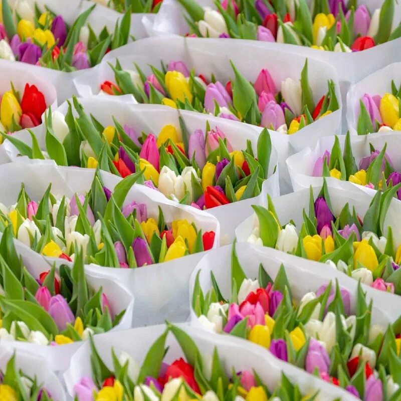 почему именно тюльпаны. описание тюльпана. букет тюльпанов в руках. почему именно тюльпаны. розовые тюльпаны оптом.