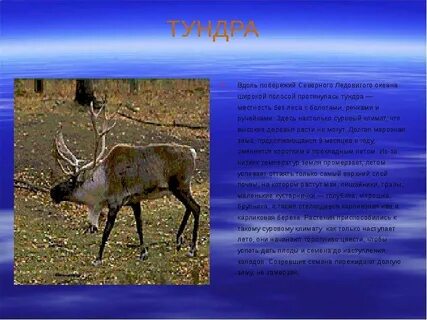 Тундра климат растения животные