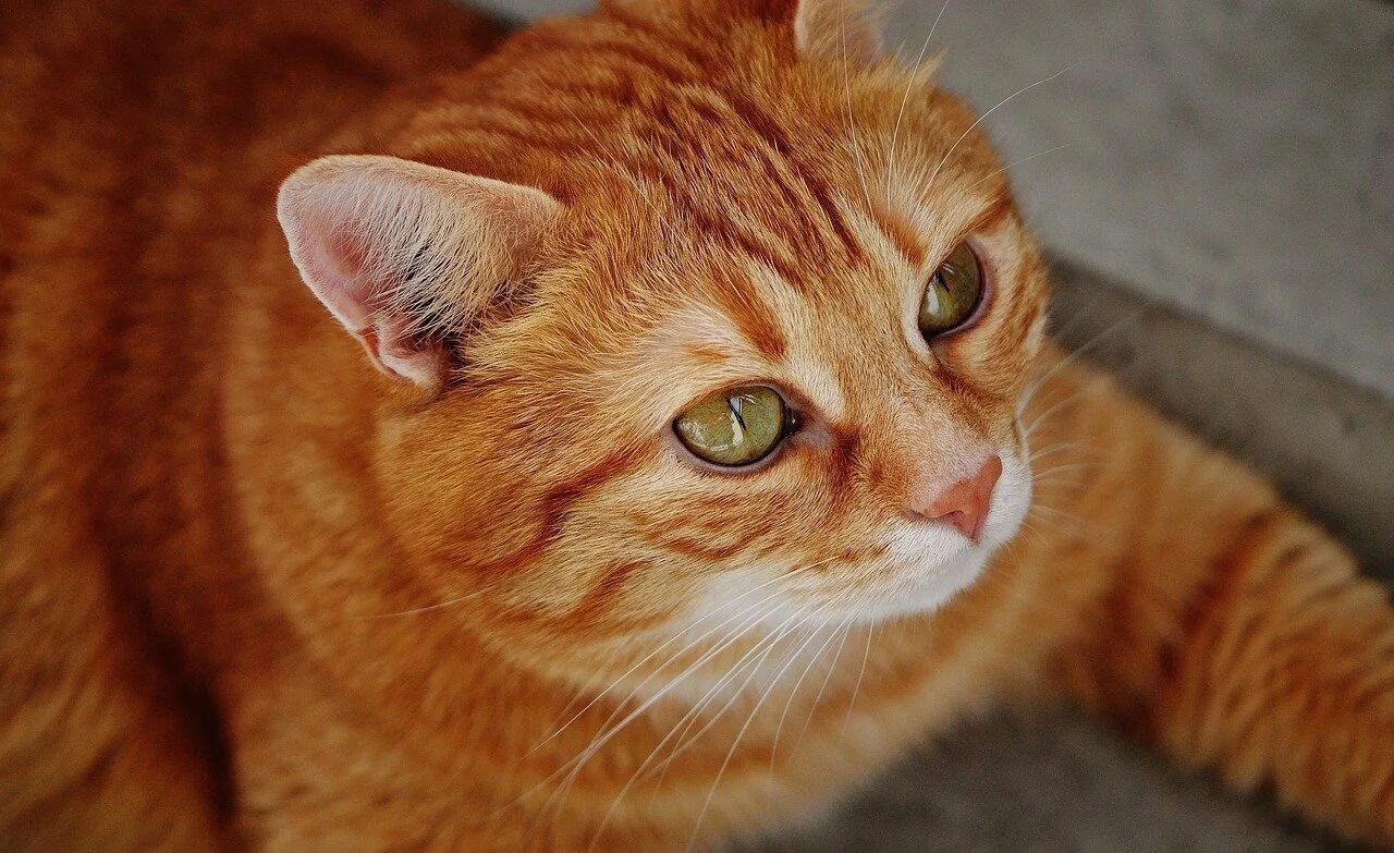 Покажите видео рыжий. Европейская короткошерстная кошка рыжая. Европейская короткошерстная табби рыжий. Европейский короткошерстный кот рыжий. Макрелевый табби рыжий.