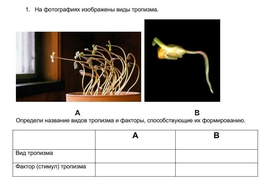 Тропизмы настии. Движение растений тропизмы и настии. примеры тропизмов растений. фототропизм у животных примеры. типы тропизмов.