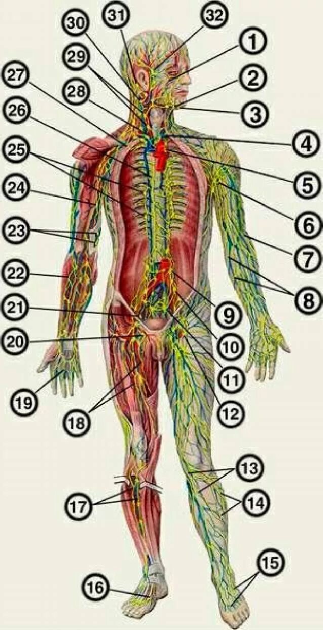 Лимфоузлы схема расположения. Расположение лимфатических узлов на теле человека. Схема лимфоузлов человека. Лимфоузлы на теле человека расположение у женщин схема. Лимфоузлы на теле женщины схема