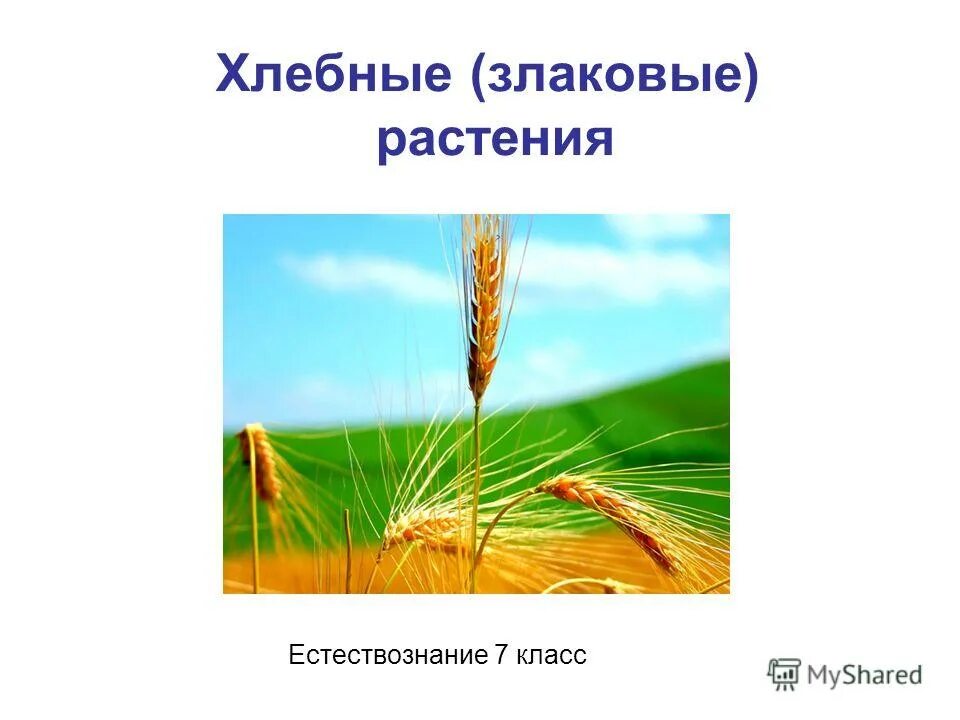 Злаковые 6 класс. Злаковые растения пшеница биология. Хлебные культурные растения. Хлебные злаковые культуры. Злаковые растения презентация.