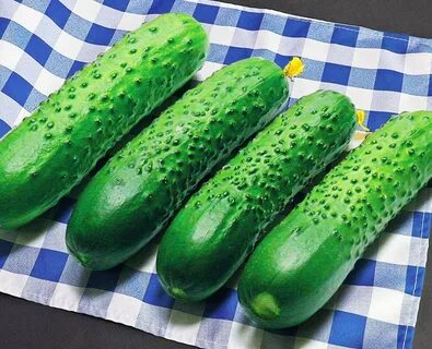 Огурец сорт спино