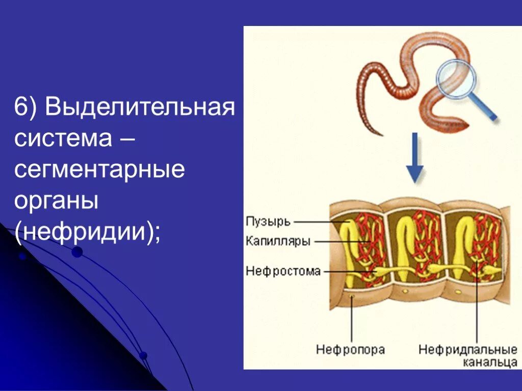 Кольчатые черви метанефридии. Выделительная система кольчатых. Строение выделительной системы кольчатых червей. Выделительная система кольчатых червей.