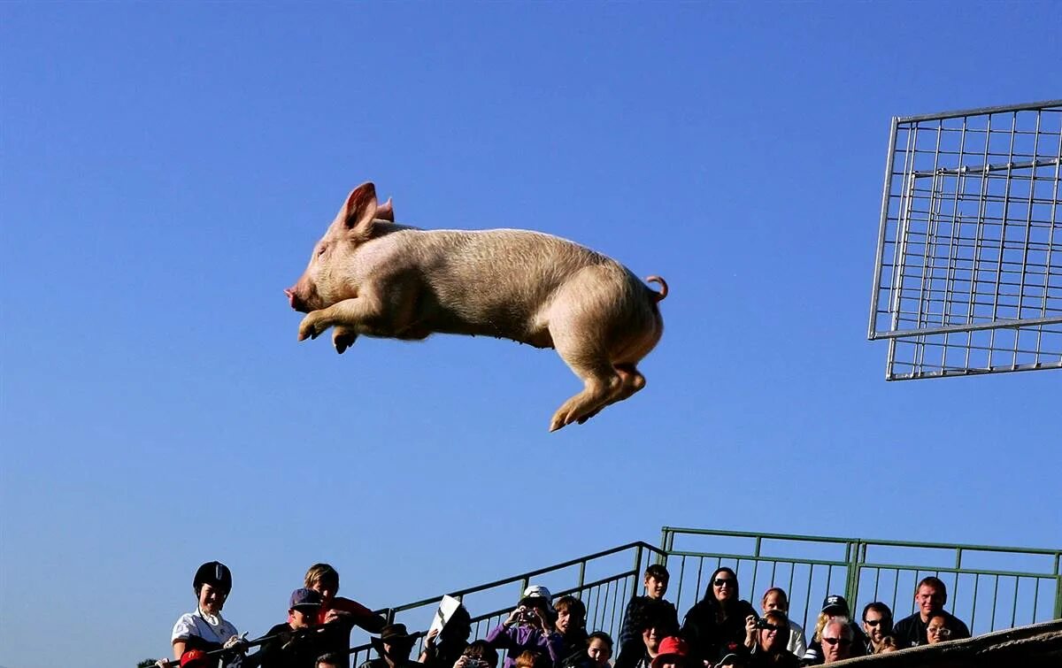 Прыгающая свинка. Свинья прыгает. Свинья бегает.