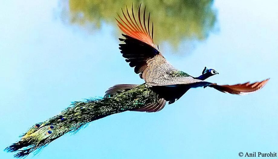 Жара. Жара город фон. Жара. Группа жара песни. Человек в полете.