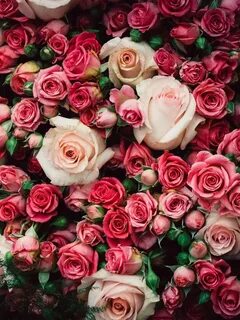 Rose телефон
