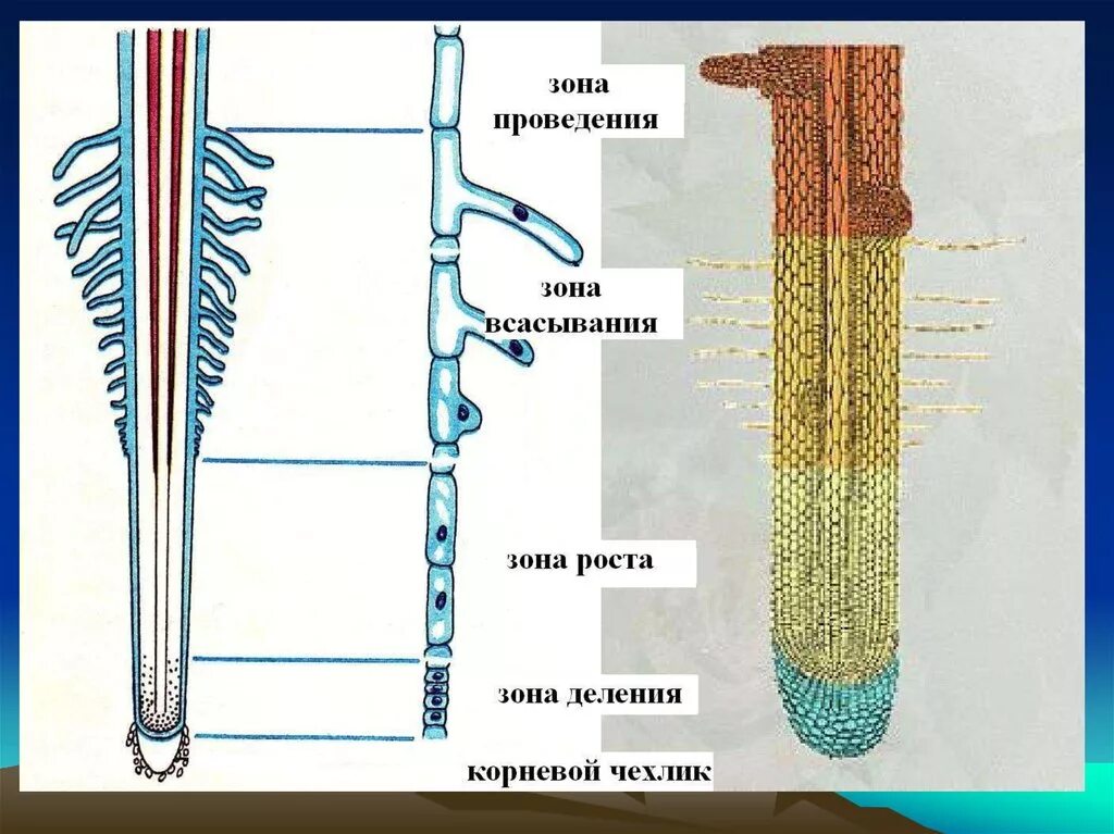 Анатомические зоны корня