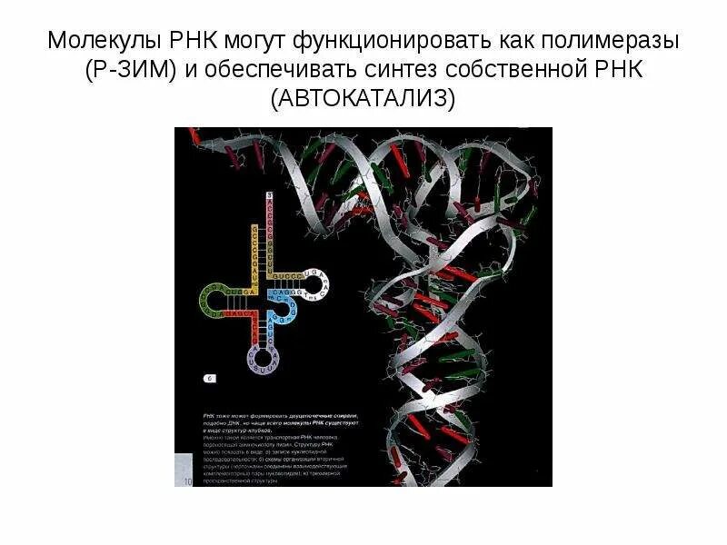 Молекула и рнк содержит информацию о. Молекула рнк. автокатализ рнк. рибозим рнк. автокатализ рибозимов.