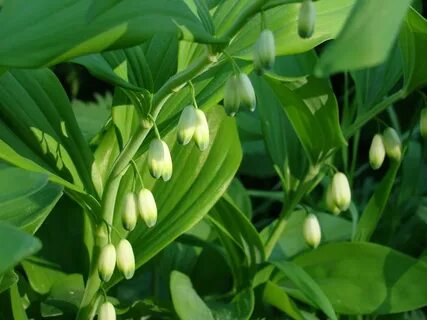 Купена аптечная