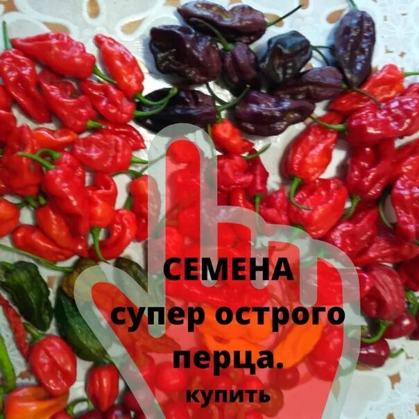 Кайенский перец семена. Супер острые перцы. Перец острый Хабанеро оранжевый. Демон ред перец семена. Семена из свежего перца купленного в магазине