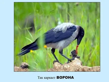 Вороны каркают примета