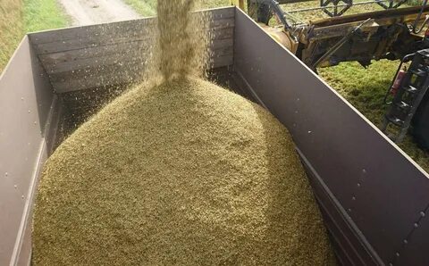 High grain
