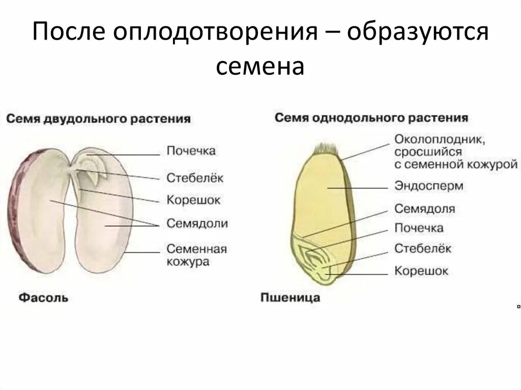 Кожурой составить. Строение семени однодольных и двудольных. Строение семян однодольных и двудольных растений. Строение семян однодольных и двудо. Схема семени однодольного растения.