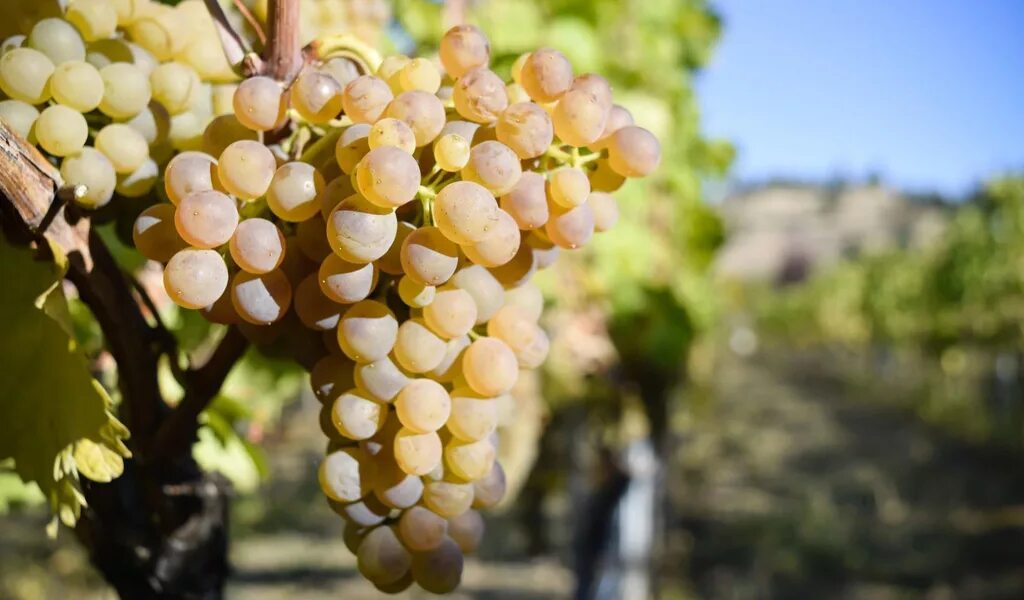 Французский сорт. Вионье сорт винограда. viognier (вионье). вионье сорт винограда характеристики. вердехо сорт винограда.
