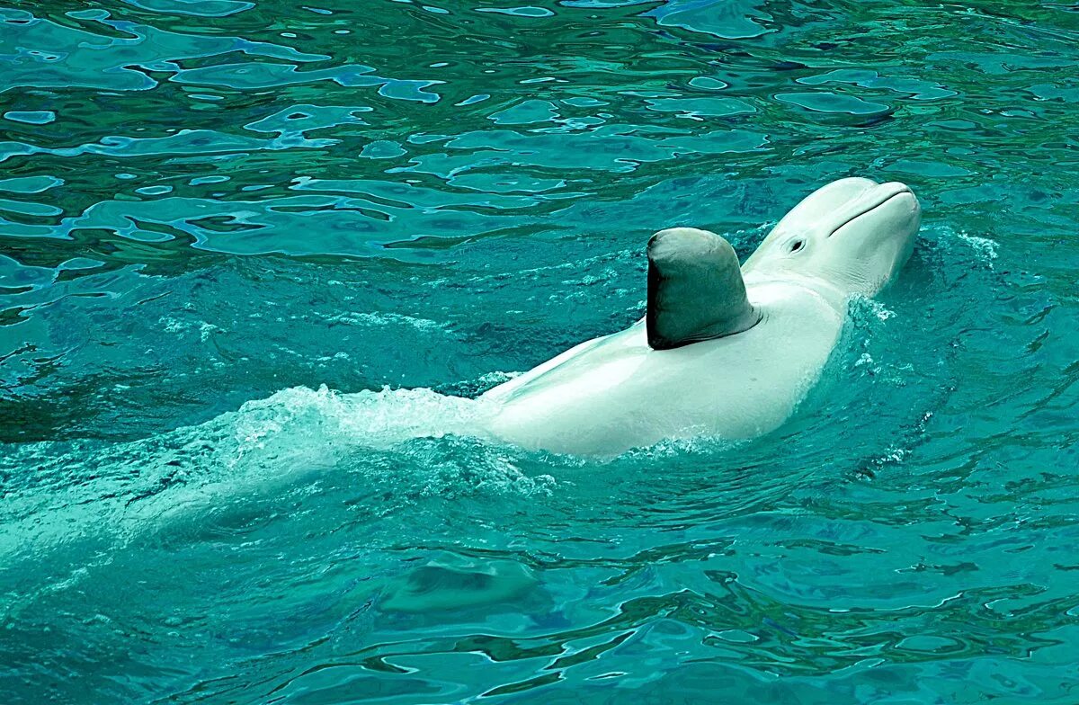 морские млекопитающие морские млекопитающие. морские млекопитающие белуха. полярный кит белуха. белуха (млекопитающее). белый дельфин белуха.