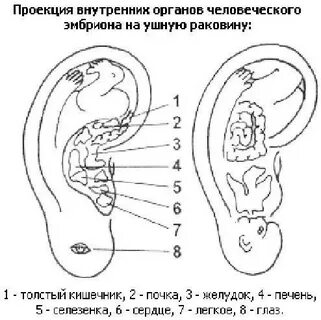 Ухо эмбрион
