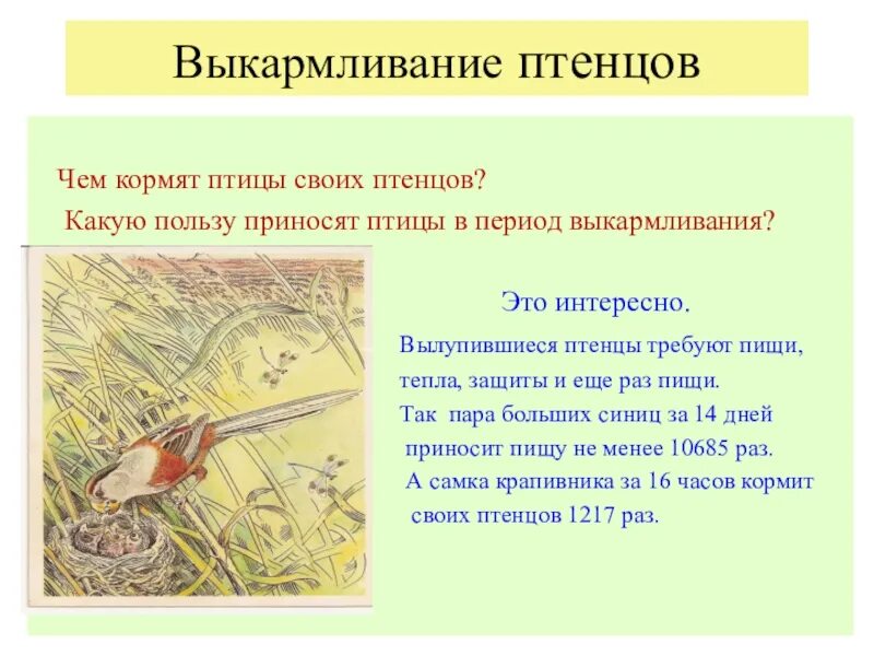 Почему в выводке не было птенцов. Выкармливание птенцов. Птицы выкармливают своих птенцов. Насиживание и выкармливание потомства у птиц. Выкорм птенца.