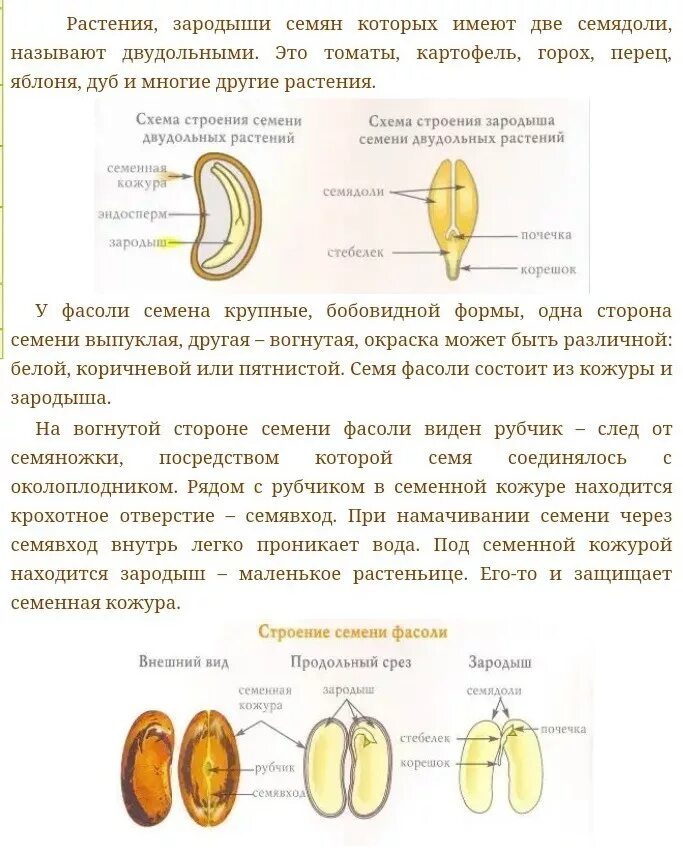 Лабораторная по биологии строение семян двудольных. Изучение строения семян двудольного растения (фасоли). Изучение строения семян однодольных растений лабораторная работа. Строение семян. Изучение строение семян двудольных растений.