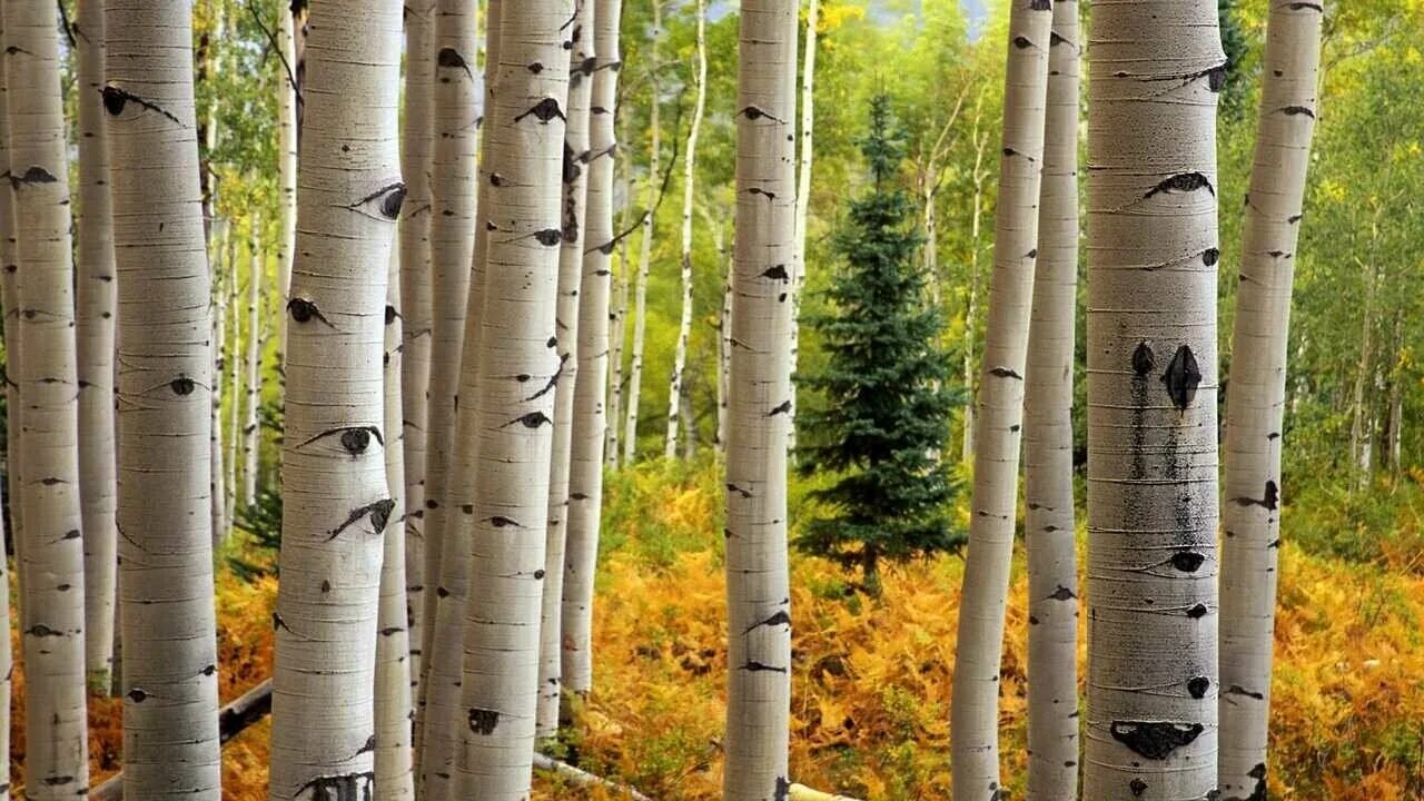 Осина (Populus tremula). Осина обыкновенная ствол. Американская осина. Лесное дерево осина. Березка вещи