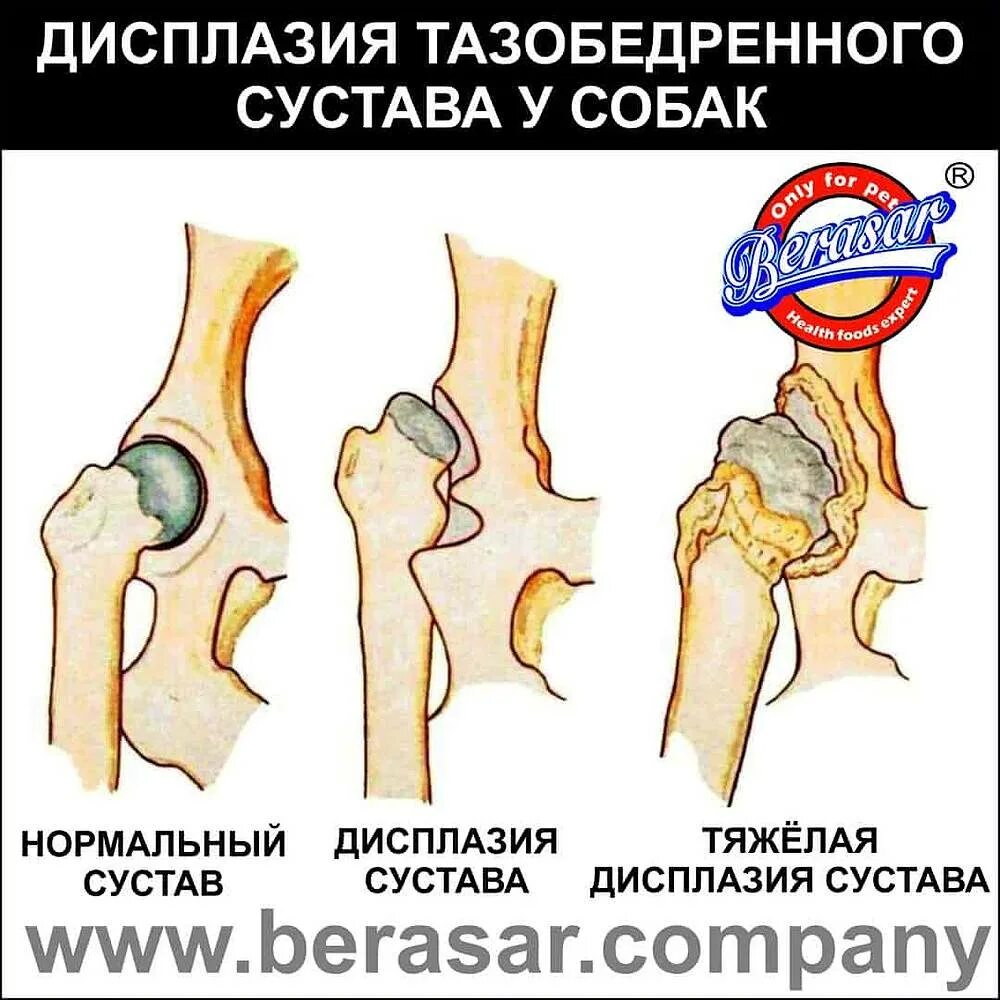 Дисплазия суставов у собак лечение. Дисплазия суставов у собак.