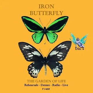 Iron butterfly