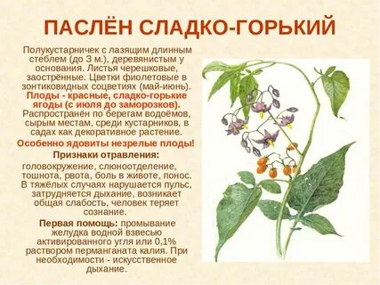 Паслен описание