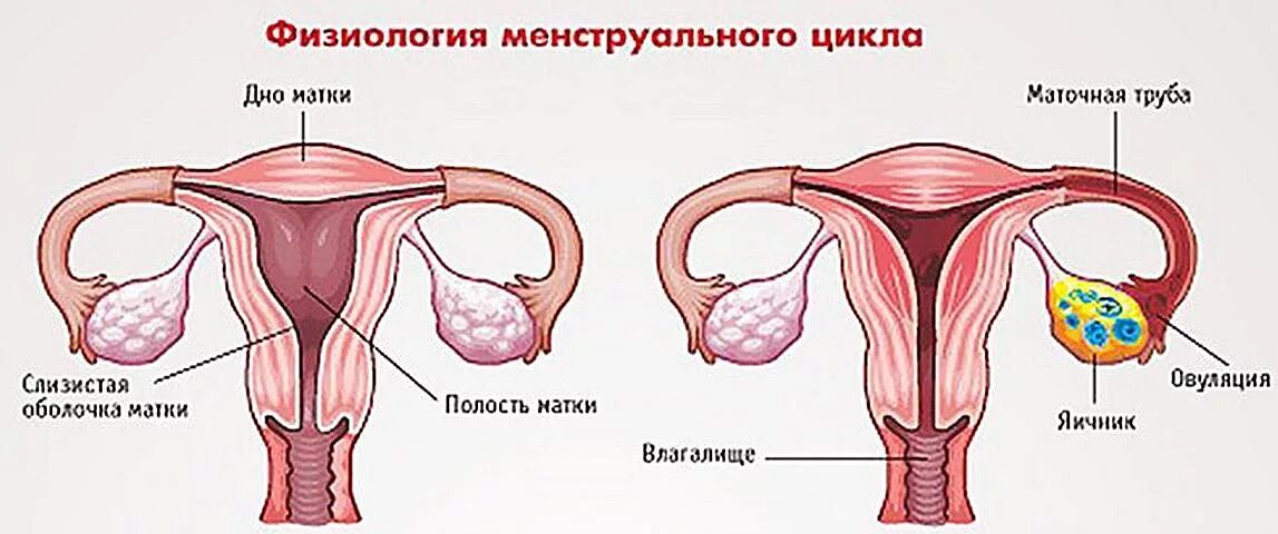 Почему во время месячных причины